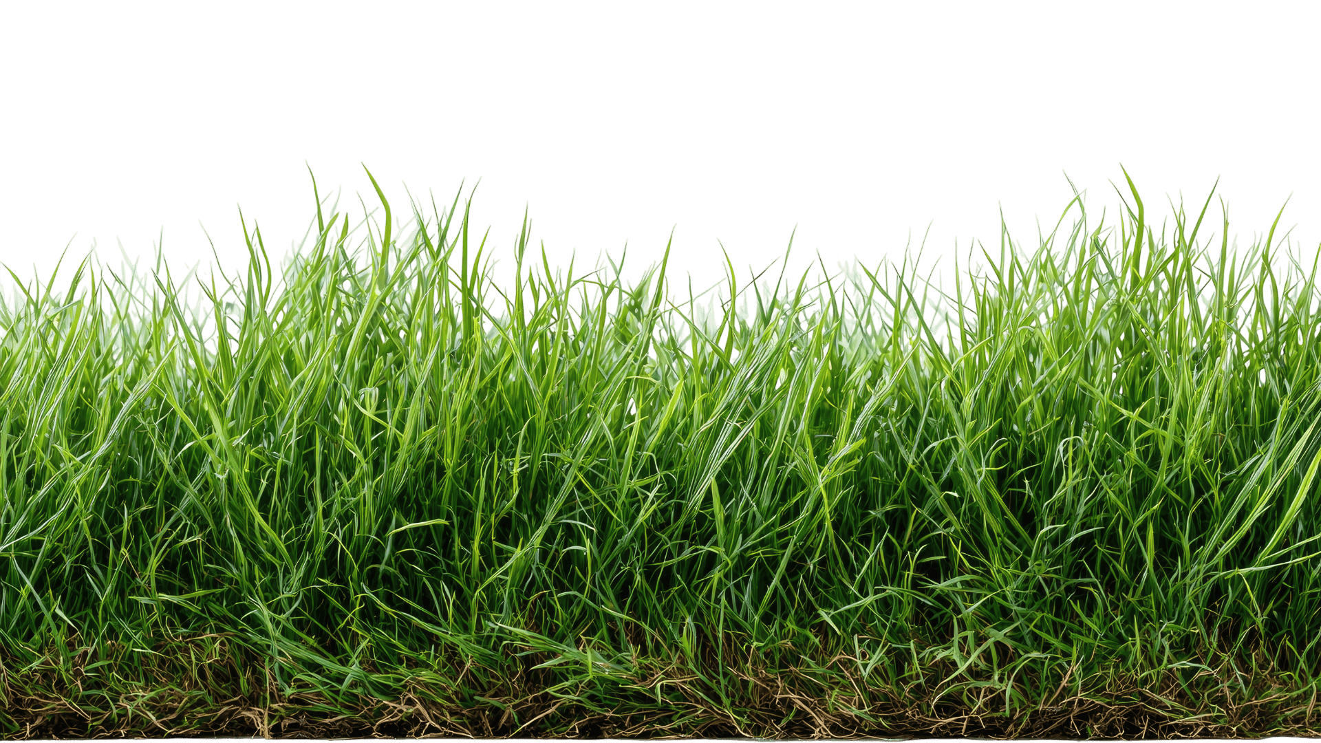 Herbe naturelle fraîche Pescay Gazon dans le Tarn, couleurs vertes intenses et texture dense au niveau du sol,