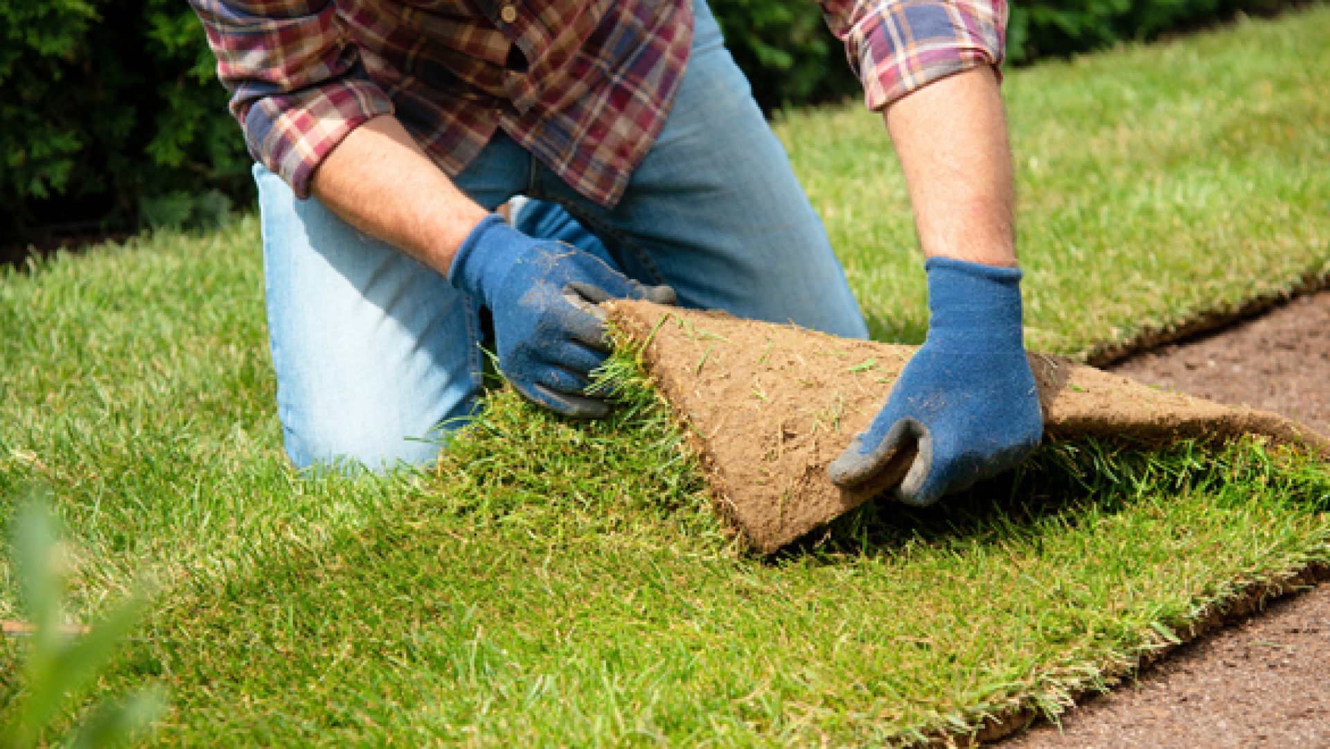 Semence contre Plaques